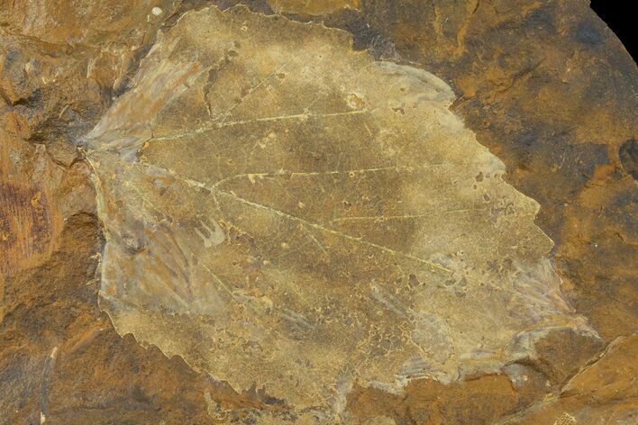 Paleocene Fossil Leaf (Davidia) - North Dakota #95510